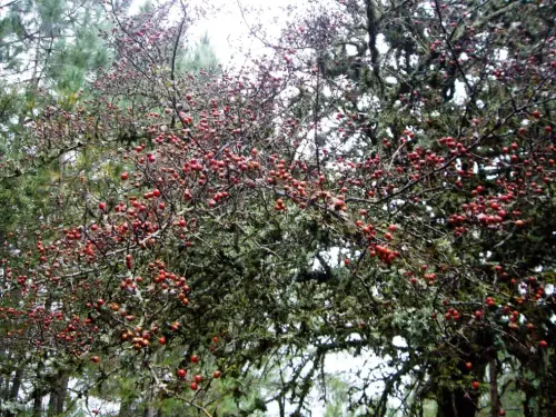 Espino-blanco-o-Majuelo4