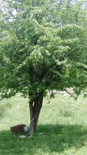 Espino-blanco-o-Majuelo5