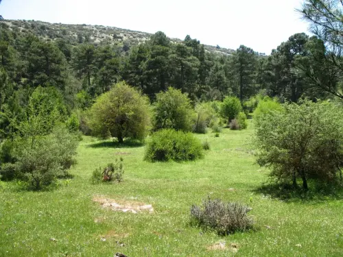 Espino-blanco-o-Majuelo6