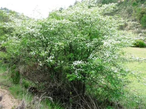 Espino-blanco-o-Majuelo7