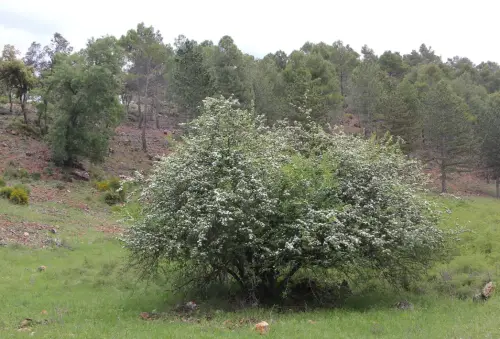 Espino-blanco-o-Majuelo8