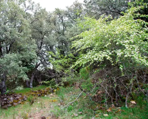 Espino-blanco-o-Majuelo9