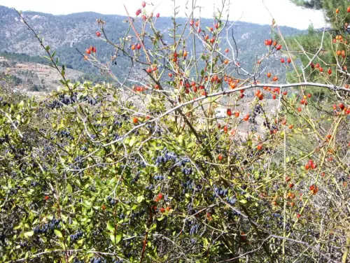 Espino-negro-y-rosal-silvestre