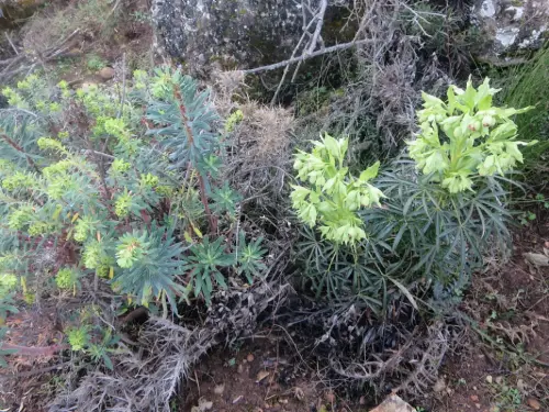 Heleboro8-y-Torvisco