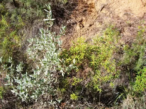 Jara-estepa8-Ambas-jaras