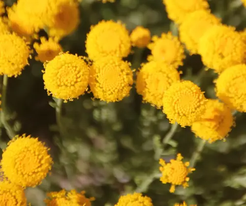 Manzanilla-silvestre2