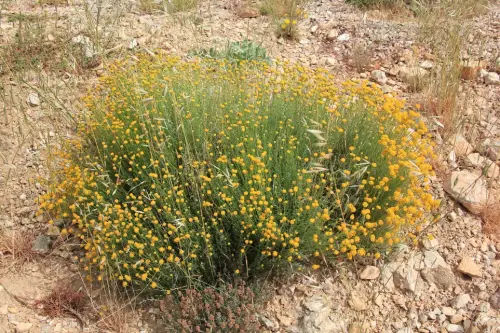 Manzanilla-silvestre3