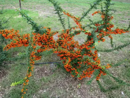 Pyracantha1