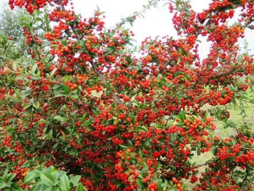 Pyracantha2
