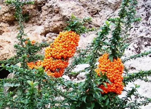 Pyracantha7