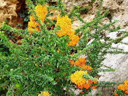 Pyracantha8