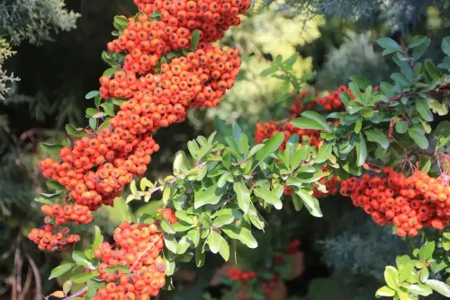 Pyracantha9