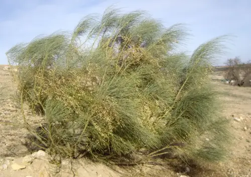 Retama-blanca-o-de-escobas