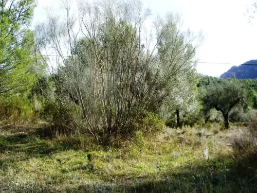 Retama-blanca-o-de-escobas2