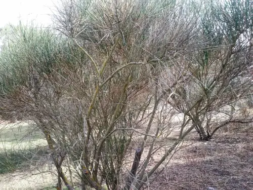 Retama-blanca-o-de-escobas3