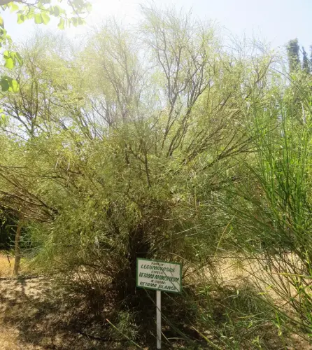 Retama-blanca-o-de-escobas4