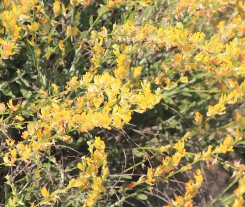 Retama6