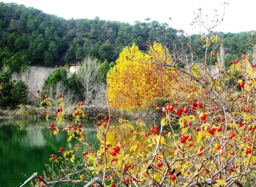 Rosal-silvestre-o-Escaramujo8