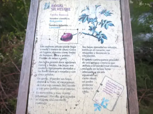 Rosal-silvestre-o-escaramujo