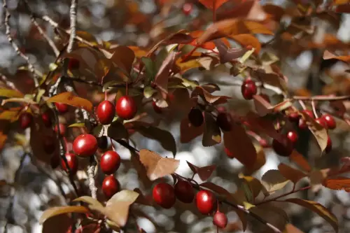 Rosal-silvestre-o-escaramujo10