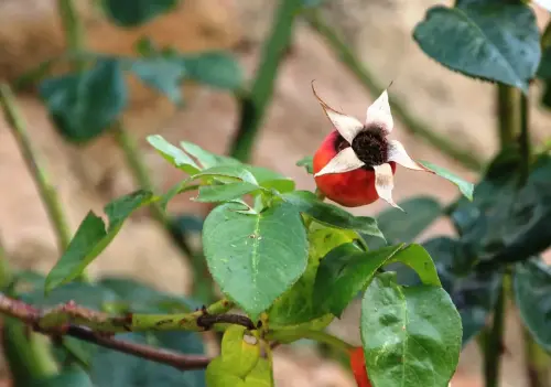 Rosal-silvestre-o-escaramujo11