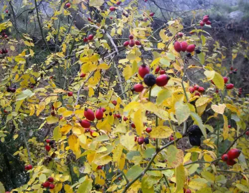 Rosal-silvestre-o-escaramujo12