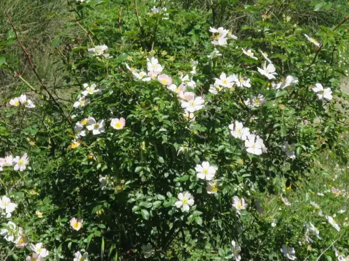 Rosal-silvestre-o-escaramujo13