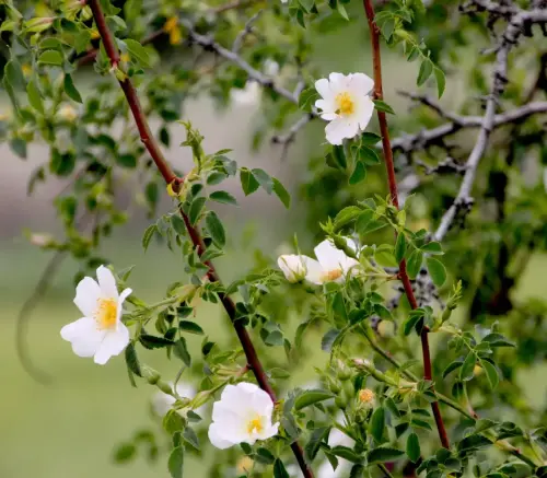 Rosal-silvestre-o-escaramujo16