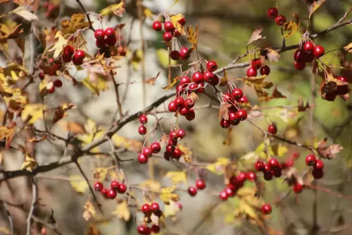 Rosal-silvestre-o-escaramujo17