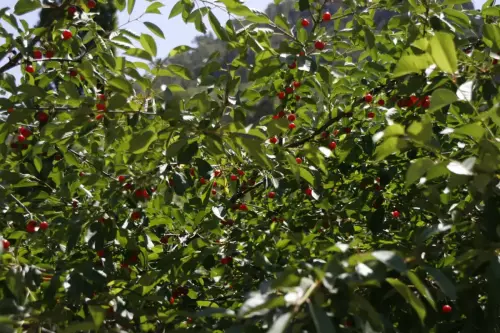 Rosal-silvestre-o-escaramujo2