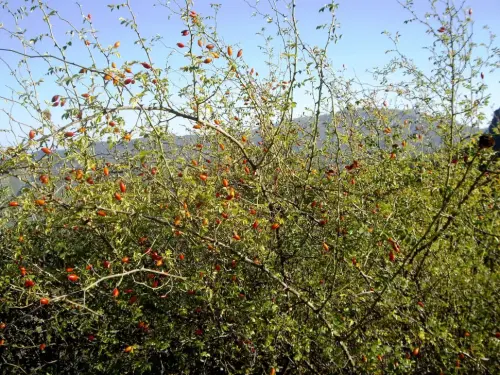 Rosal-silvestre-o-escaramujo3