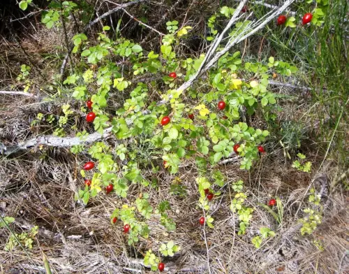 Rosal-silvestre-o-escaramujo5