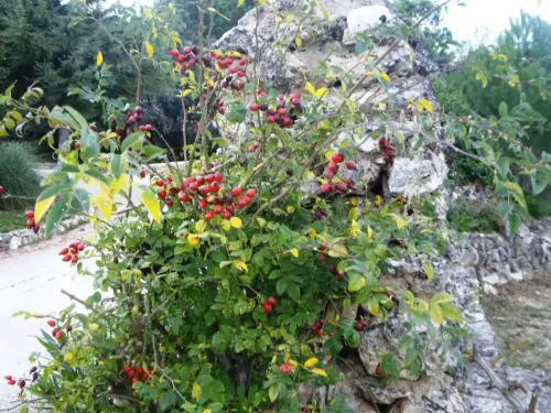 Rosal-silvestre-o-escaramujo6