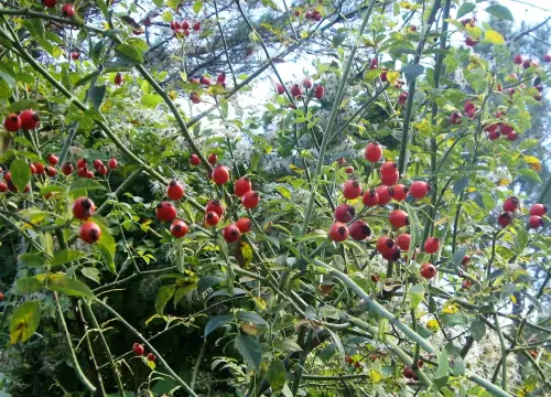 Rosal-silvestre-o-escaramujo7