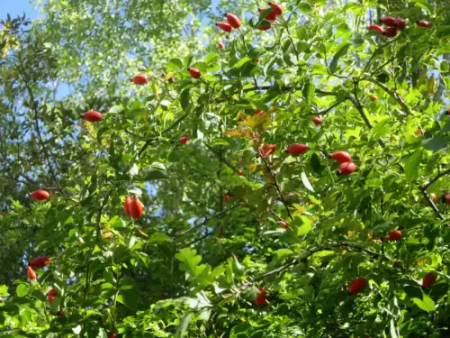 Rosal-silvestre-o-escaramujo9