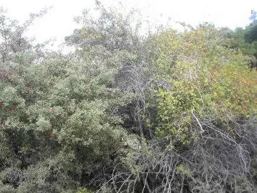 Rosal-y-espino-blanco