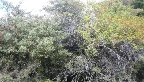 Rosal-y-espino-blanco2