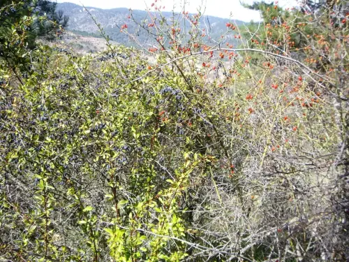 Rosal-y-espino-negro3