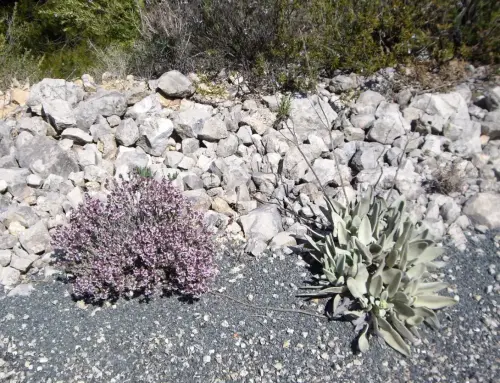 Tomillo-y-oreja-de-liebre