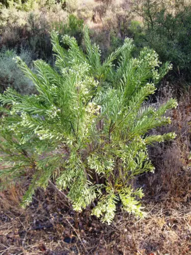 Torvisco-o-Matapollo2