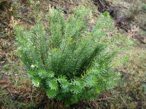 Torvisco-o-Matapollo3