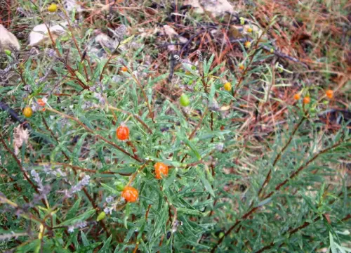 Torvisco-o-Matapollo5