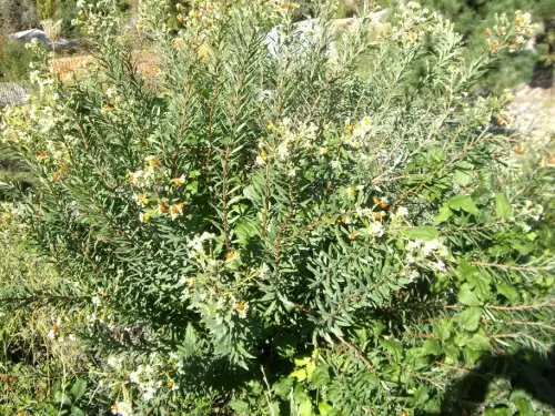 Torvisco-o-Matapollo6