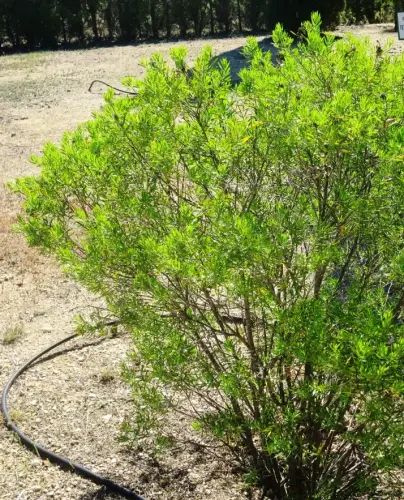 Torvisco-o-Matapollo7