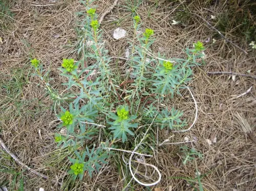 Torvisco-o-Matapollo8