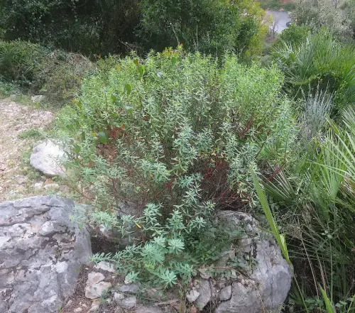 Torvisco-o-Matapollo9