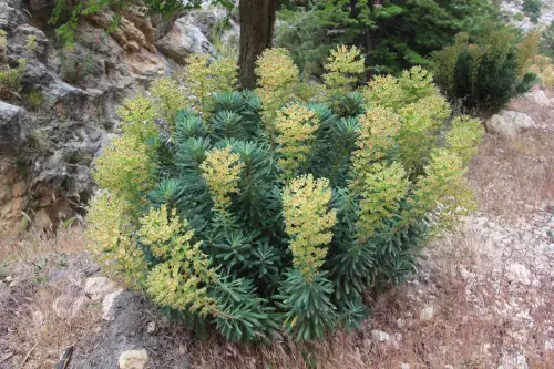 Torvisco-o-matapollo10