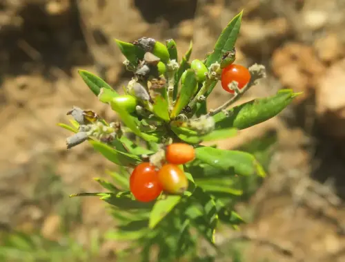 Torvisco-o-matapollo11