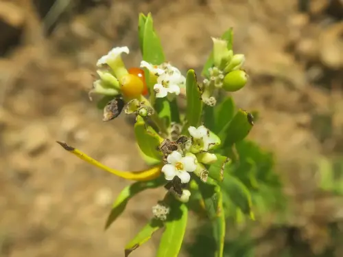 Torvisco-o-matapollo12