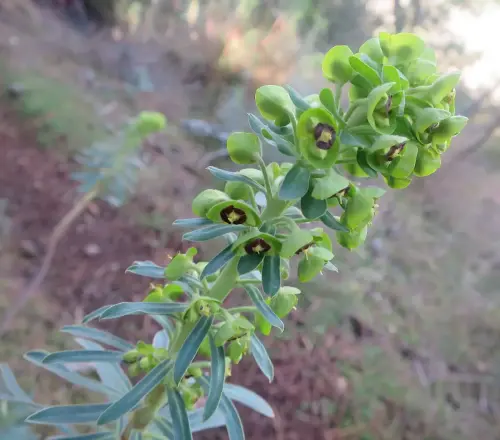 Torvisco-o-matapollo13